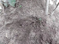 人类未曾成功抵御红火蚁入侵，但我们还在努力