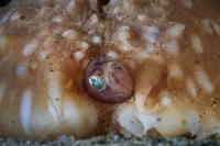 为什么说，我们的菊花是一个进化的奇迹？