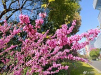 来自吉利副总裁分享的魅族 20 Pro随手拍，大伙觉得这效果如何？