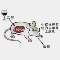 快速醒酒的方法，终于被发现了？