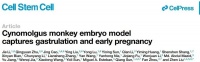 世界首次，中国科学家造出人工“猴胚胎”