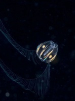 新的研究结果，挑战了神经系统数十年来的基础理论