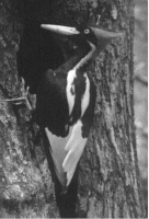 那些“灭绝”的物种，或许还藏在地球某个角落？