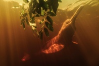 《科学》杂志11篇论文轰炸：人类有什么特别的？