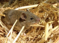 千年分化六个物种，染色体变异为何这么“着急”？