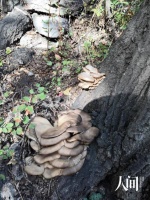 一名业余拾菌人的北疆奇遇记