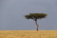饮料之王也有新烦恼