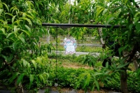 盒马加码认养农业：线上认领“一棵桃树”