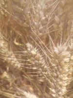 追踪河南小麦抢收：烂场雨、收割机与全省动员