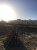 中产们的新必修课，在宁夏酒庄的牛粪堆里