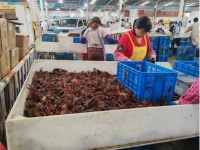 小龙虾价格大跳水调查，虾农：“我得求着人家来收”