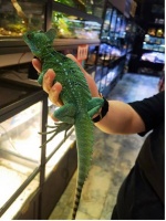 在冷血动物身上，我找到了从未有过的温暖