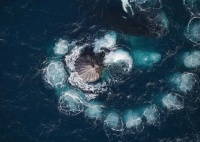 海洋巨兽的奇怪觅食方式