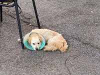 一次花费上千，宠物看病为何那么贵？