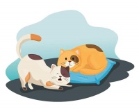 花近10万元买猫后和卖家发生纠纷，买家发吐槽帖引发大量围观，被卖家告了……