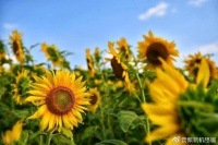 依然是最佳直屏性价比，诉说红米新机背后的价值，到底适合什么人