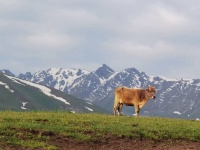 哪儿凉快，去那儿呆着