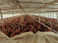 我是动物医学毕业生，找不到一个“对动物好”的工作