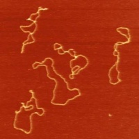 改写教科书，最新研究揭开神秘环状DNA的形成之谜