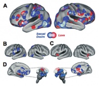 “性”和“爱”能分离吗？