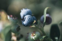 加快农业数智化转型，佳沃集团以数智化赋能全产业链