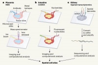 你的肠和肾，都有自己的“高清地图”了