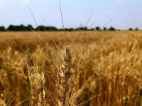 人口增量第一的浙江，为啥开始“抢农民”？