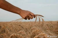 当马云开始关心粮食和蔬菜