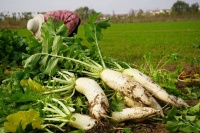 文科硕士毕业后，我在房地产公司当果农