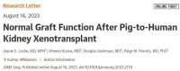 重大进展，猪肾脏首次在人体内正常工作超一个月