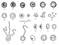 世界蚊子日：蚊子的那些隐秘武器与修炼秘籍