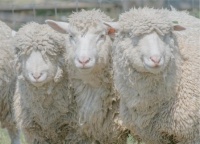 “疯狂小杨哥”自曝：每月发5000万工资，去年光缴税达2个亿