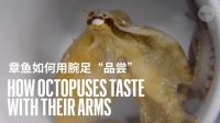 章鱼神奇的“脚”，是怎样“尝味道”的？
