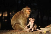 “人类替身”被用于医药试验，已成濒危物种