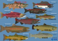 如何区分野生与养殖三文鱼？