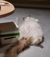 爆火到遇冷，扫地机割不动中产了