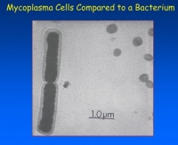 如何预防和治疗支原体肺炎？