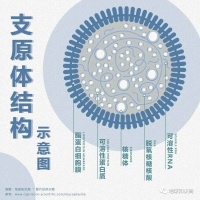 支原体肺炎，怎么突然这么多？