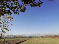 谁种田可以赚钱？