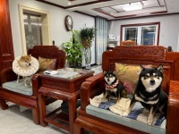 职场人养狗“劝退指南”：喜欢狗与养狗是两回事