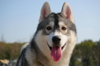 宠物摄影，千亿赛道蒙眼狂奔？