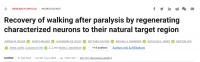 神经再生新突破，我们离恢复瘫痪更近一步？