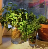 垂直农业：还没来得及拯救地球，咋就纷纷破产了？