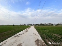 在旋耕机下丧生的“捡花生”农妇：当“法治”碰撞“乡土”