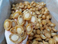 价格降至10年最低，靠鲍鱼“吃饭”的人要过冬了