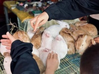 我在北京赶大集