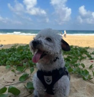 旅居陵水的年轻人