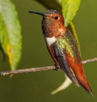 观鸟，年轻人心灵“马杀鸡”