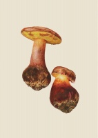 在云南，小心被菌子“闹着了”