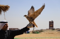 大办国际赛事的卡塔尔，最热爱的运动是猎隼